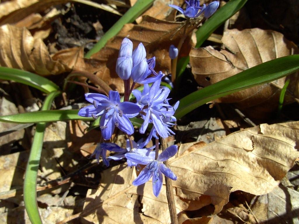 fioriture...di primavera